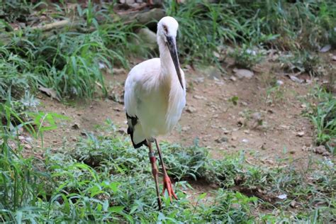 鳥 風水 意味|縁起のいい鳥は幸運を運んでくる！その意味は？置物で金運アッ。